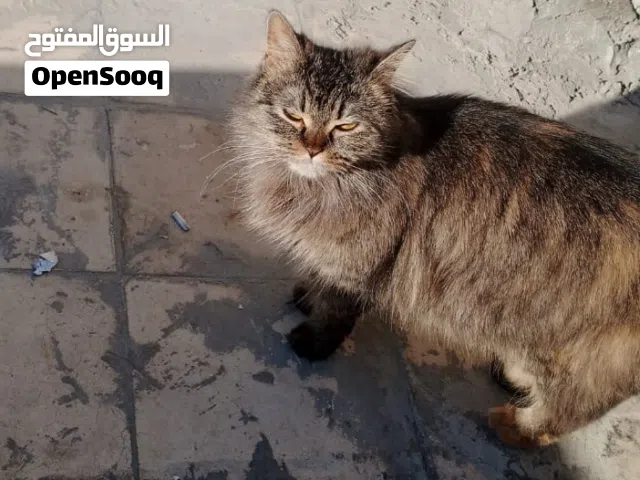 مزون التبني