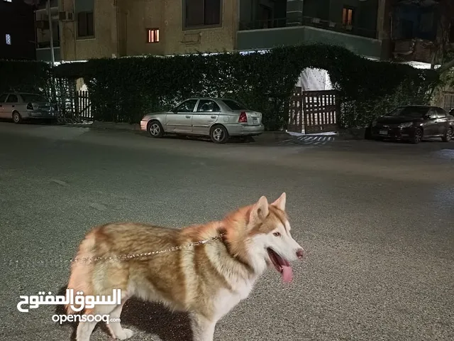 Siberian Huskey
