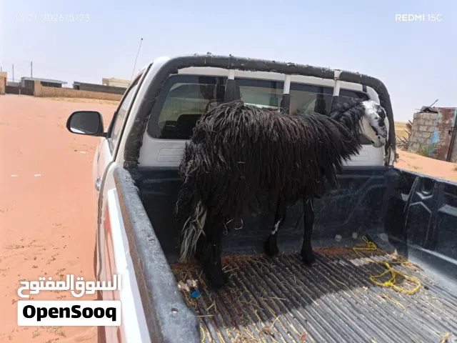 للبيع كبش العمر سنه وشهرين ليب يضحي سمن متوسط