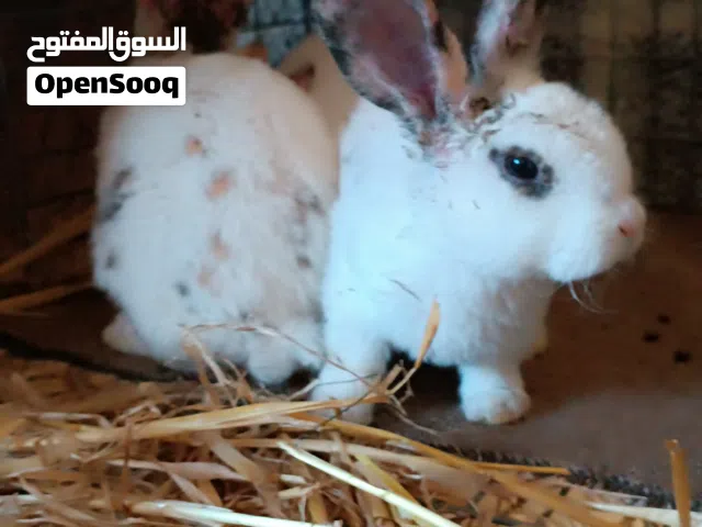 انتاج ركس حاجه ربي يبارك