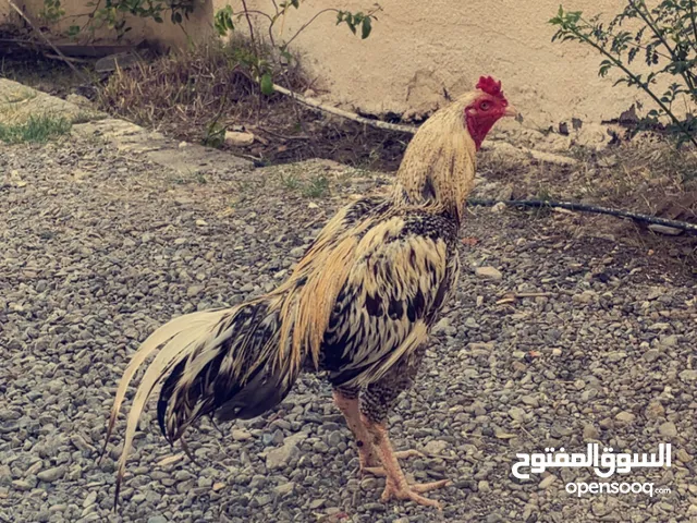 للبيع ديك باكستاني