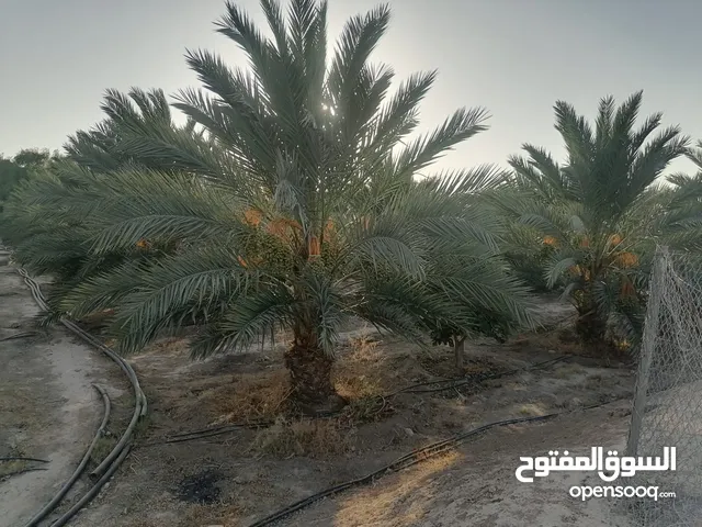 نخيل مثمر صنف مجهول أنسجة
