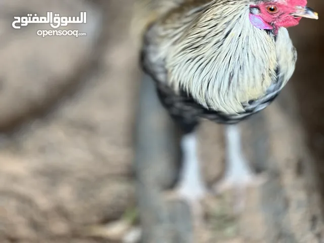 5فروج عربي