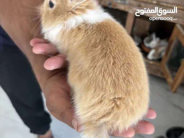 ارانب صغيرة