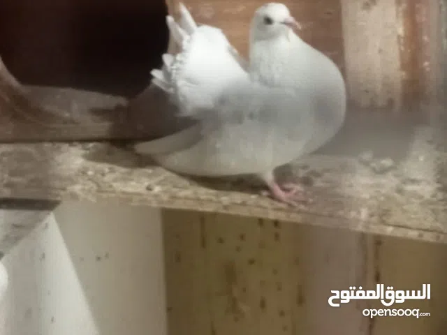 عش حمام للبيع تقريبا 50حبة منتجة