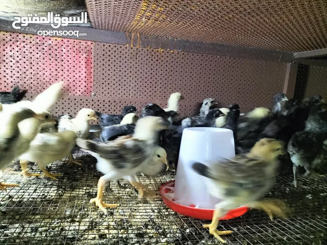 صيصان بلدي عمر 20 يوم تي نظافة