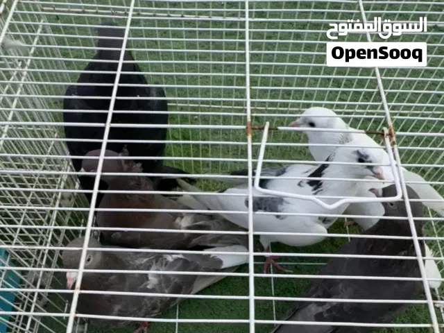 للبيع حمام كويتيات ألوان مختلفة  الحبة 50 درهم  ابوظبي مدينة الرياض