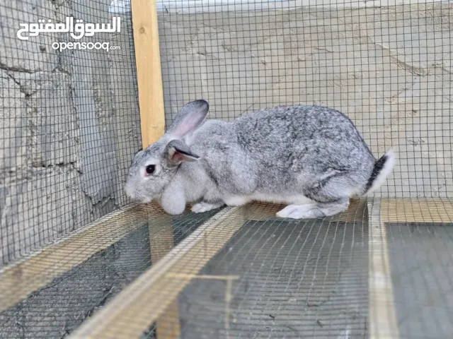 للبيع ارانب الماني حجم كبير  الوزن من 3/5 الي 5 كيلو  ثنتين ايناث وذكر   الموقع. / المكلا