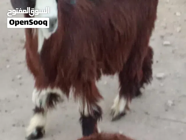 جدي جبالي العمر 8 شهور مطلوب 100