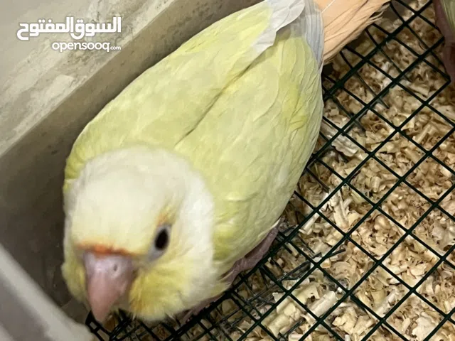 Moon check conure baby and love birds pair with eggs