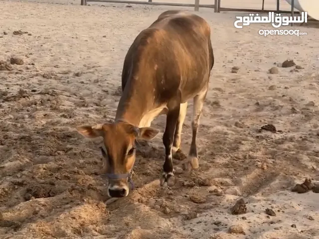 بقره عجله عمرها سنه