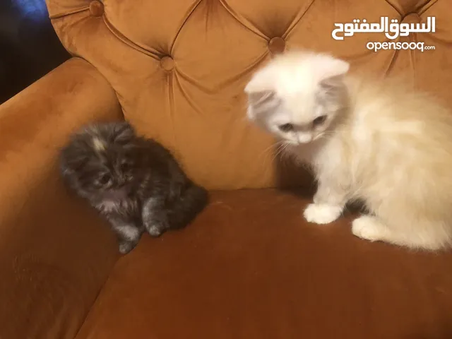 قطط ام و عيالها للتبني
