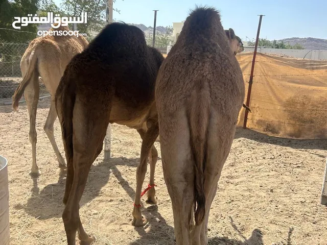 قعدان وبكرات عقاير محليه فل سمنه