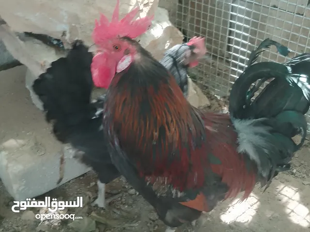ديك وأربع دجاجات بسعر مغري