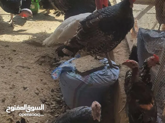 دجاج عماني وفرنسي وببض مخصب للبيع كما يوجد بيض رومي مخصب سعر السله 8 ريال