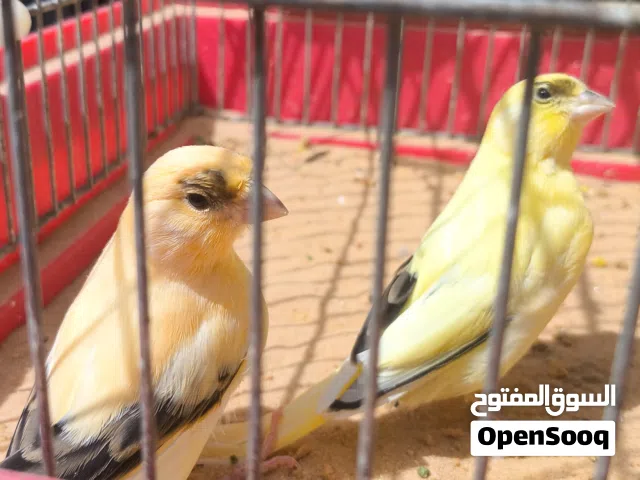 4 ذكورة كناري محليات ماشاء الله