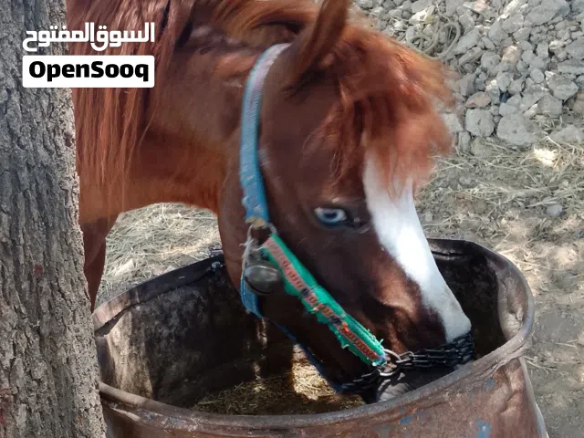 مطلوب للبيع في السلط
