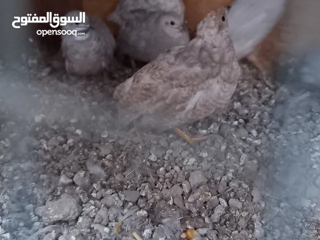3ازواج سمان ملكي طيور بياضه بيهن 4نثايه وذكور 2 طيور ترقد عل بيض