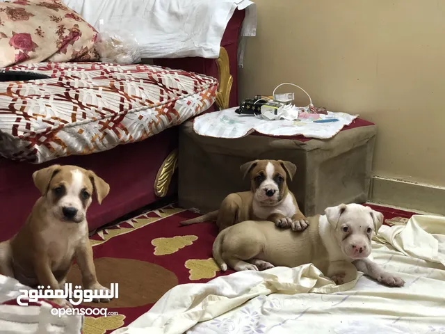 جراوي بيتبول مستوي عالي