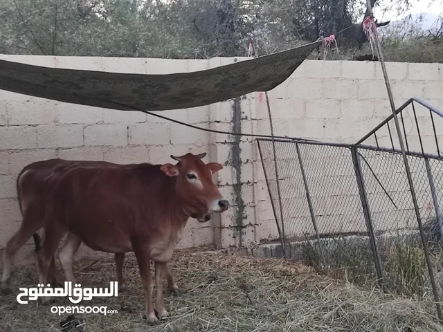 بقره محليه عمانيه للبيع