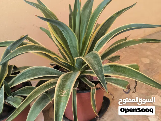 نبات الصبار أو اوليفيرا للبيع