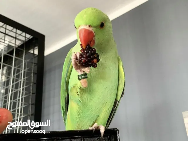 بغبغاء دره هندي مدرب و متكلم