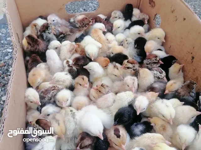 1-دجاج كشاموا وسلكي 2-صيصان دجاج عماني مهجن إقرأ الإعلان
