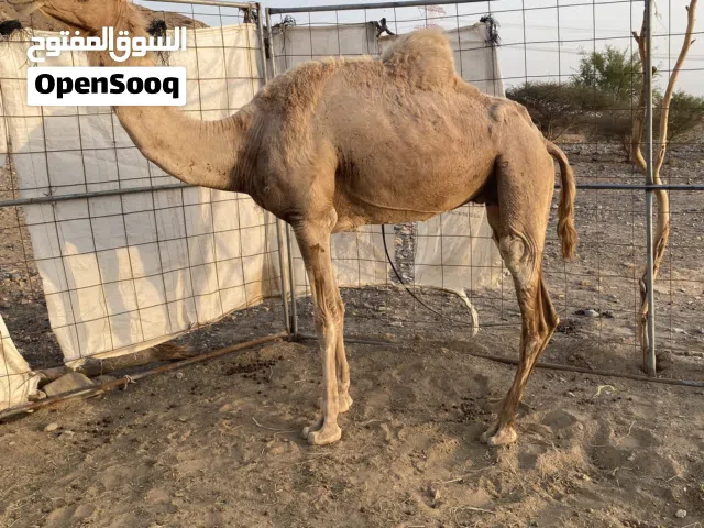 اقرأ الوصف