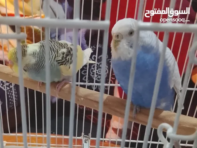 طيور البيروش