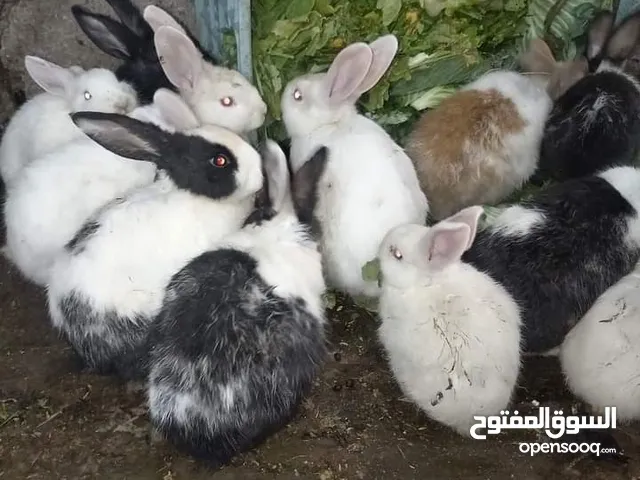 أرانب فرنسي للبيع اعمار مختلفة بسعر رخيص