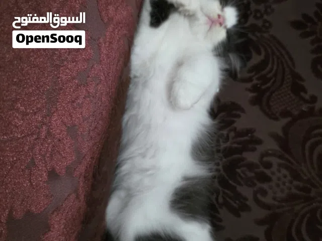 قطط شيرازى انثى للبيع