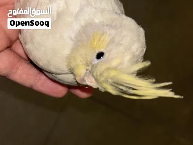 ببغاء كوكتيل لون قوي جداً، أليف جدً، طيران حر، يحب الجميع، و اجتماعي. اللون ما يتحصل في السوق