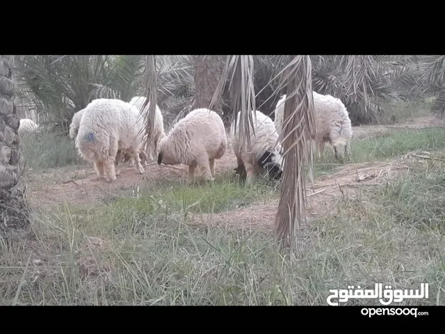 متوفر خرفان طيبة مال بساتين