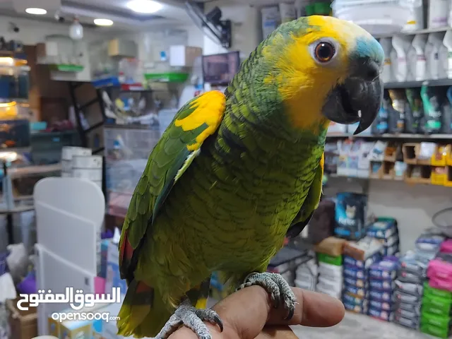 بلو فرونتد