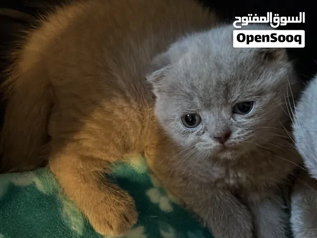 قطط سكوتش نخب ام سكوتش الأب سكوتش