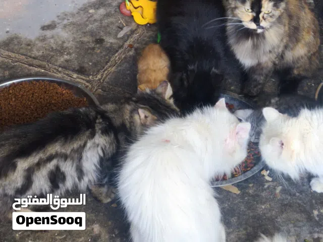 جميع القطط الموجوده في الصور للتبني رقمي وتساب فقط شغال