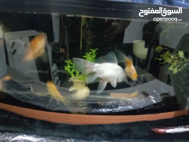 بعد الصلاة على النبي تبديل حوض سمك مع السمك مع الاكل عدى السمك 2 كبير 4 وسط 3 اصغر من الوسط 2صغير 1