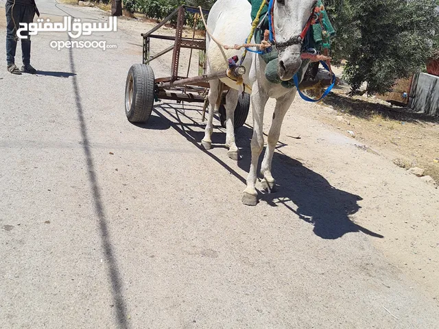 بغله نخب اول قابل للتفاوض