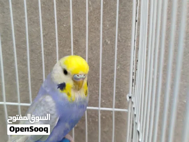 السلام عليكم . كوبيه هوقو متع كسب مستوي بسم الله مشاء الله. الصور يتكلمو