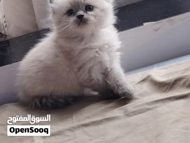 سكوتش و همالايا للبيع