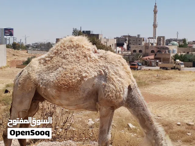 ناقه اضحيه تامه تقطع صافي فوق 250كيلو لحم