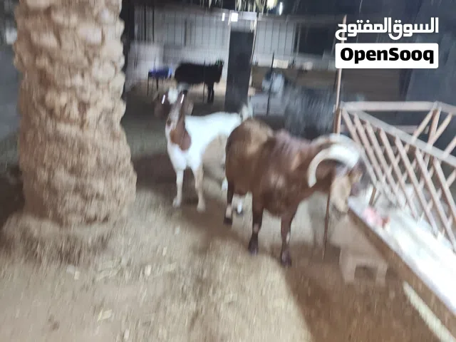 تيس كلهاري+تيس قبرصي+عنز بورقت تحتها تيس