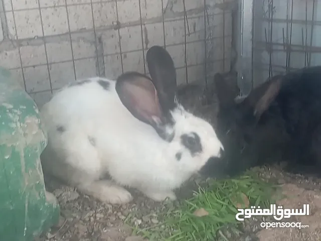 ذكر وانثى هجين بابيون
