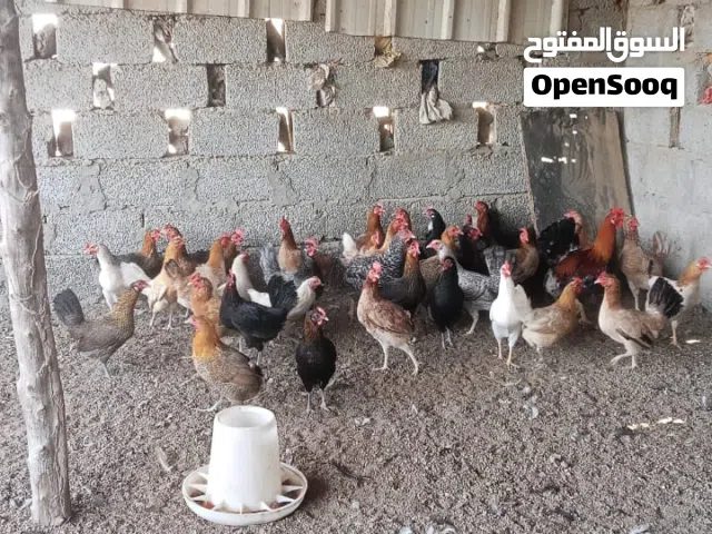 Chickens In Al Batinah