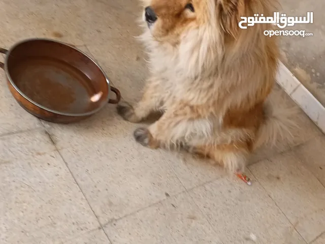 كلبه شيواوا