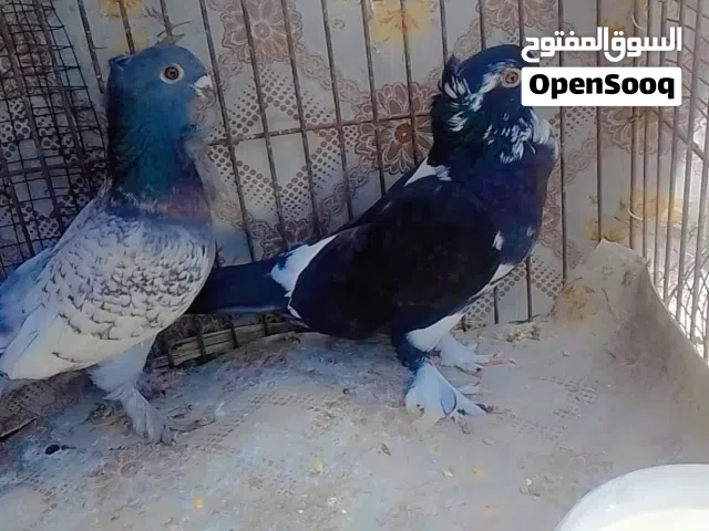 متاح حمام .............