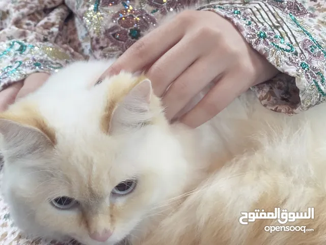 مطلوب قط ذكر فارسي للتزاوج فقط / Need Persian male cat for mating only