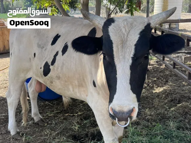عجل نمساوي