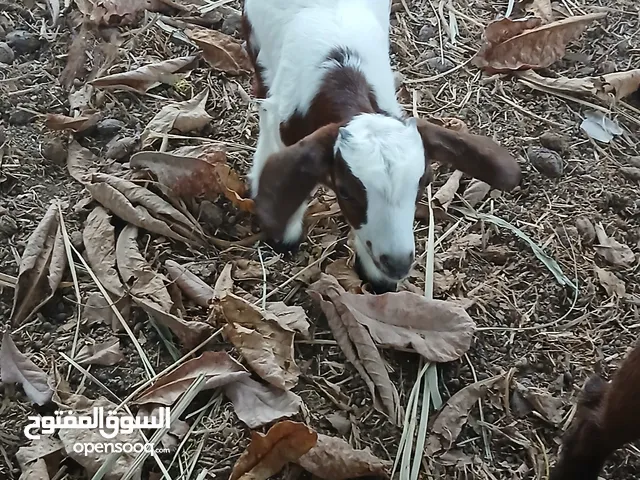 مواليد مذيار