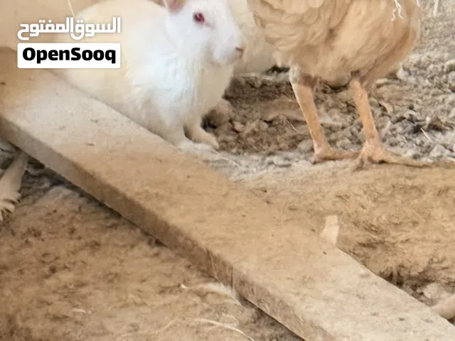 ارانب اقره الوصف